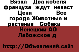  Вязка ! Два кобеля француза ,ждут  невест.. › Цена ­ 11 000 - Все города Животные и растения » Собаки   . Ненецкий АО,Лабожское д.